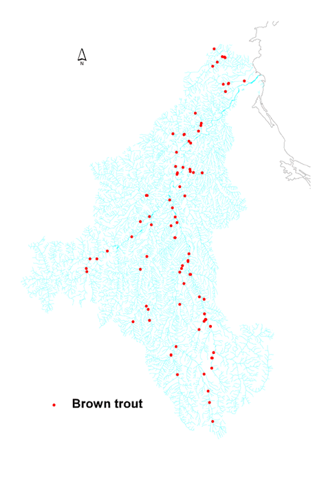Distribution of brown trout