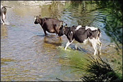 Cows defaecating in the Sherry River before the crossings were bridged 