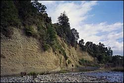 Bank erosion - Motupiko River