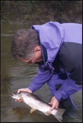 Radio tagging trout