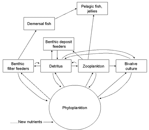 Fig. 1 Marine foodweb represented in ECOPATH model.