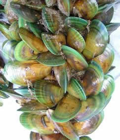 Mussel aquaculture