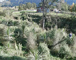 Sherry River riparian planting trial 