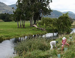 Motupipi River riparian planting 