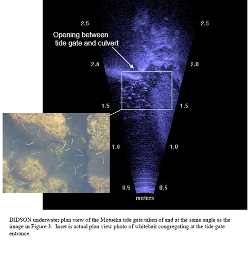 DIDSON scan and whitebait near tidal gate