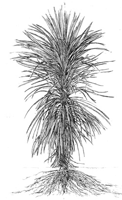 5-year old  cabbage tree