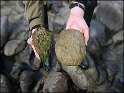Algae on stream cobbles