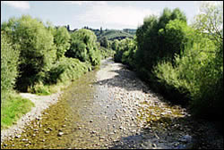 Tadmor River showing exotic riparian vegetation