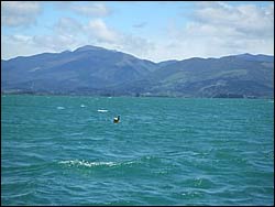 Monitoring buoy off the Motueka River mouth Monitoring buoy off the Motueka River mouth