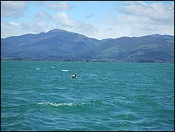 Monitoring buoy off the Motueka River mouth