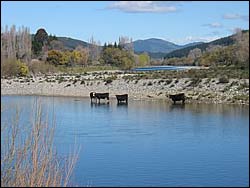 Cows in the Motueka River