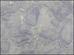 Fine sediment in river cobbles