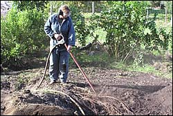 Excavating plant roots with a supersonic air lance Excavating plant roots with a supersonic air lance