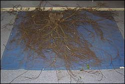 Native plant root system