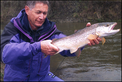 Radio tagging trout (Courtesy of Nelson Evening Mail)