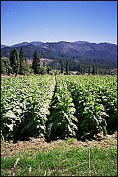 Tobacco fields