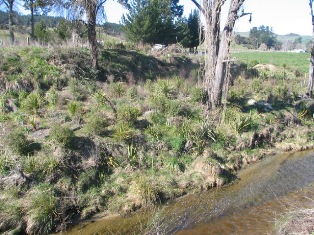 Shery River native plant trial 2008